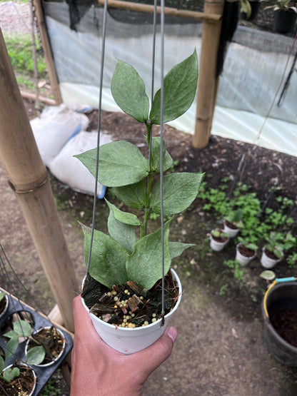 Hoya Polyneura Broget