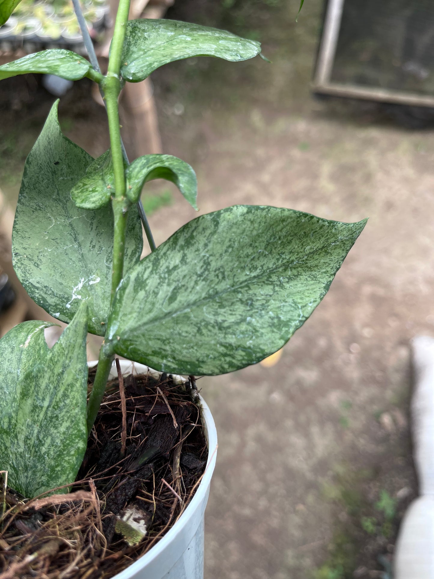 Hoya Polyneura Broget