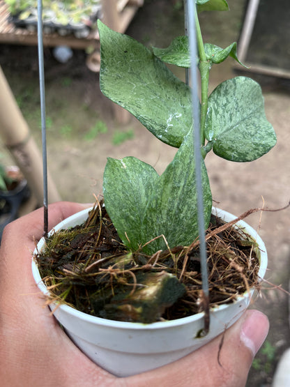 Hoya Polyneura Broget