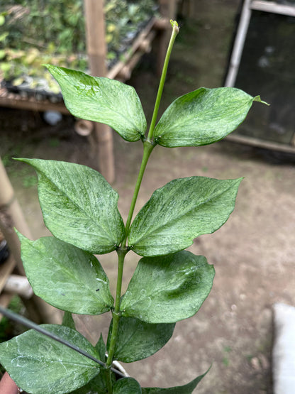 Hoya Polyneura Broget