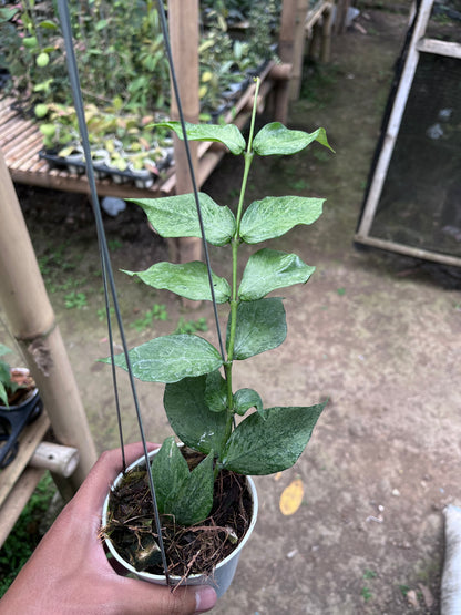 Hoya Polyneura Broget