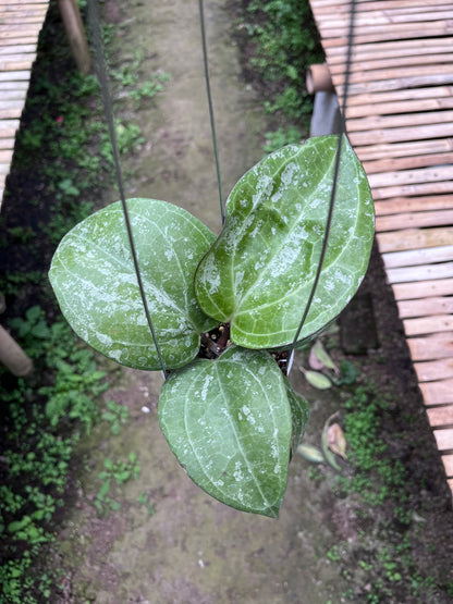 Hoya Serawak Cream Splash