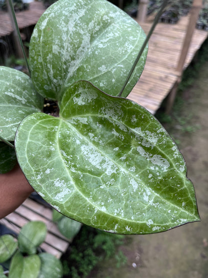 Hoya Serawak Cream Splash