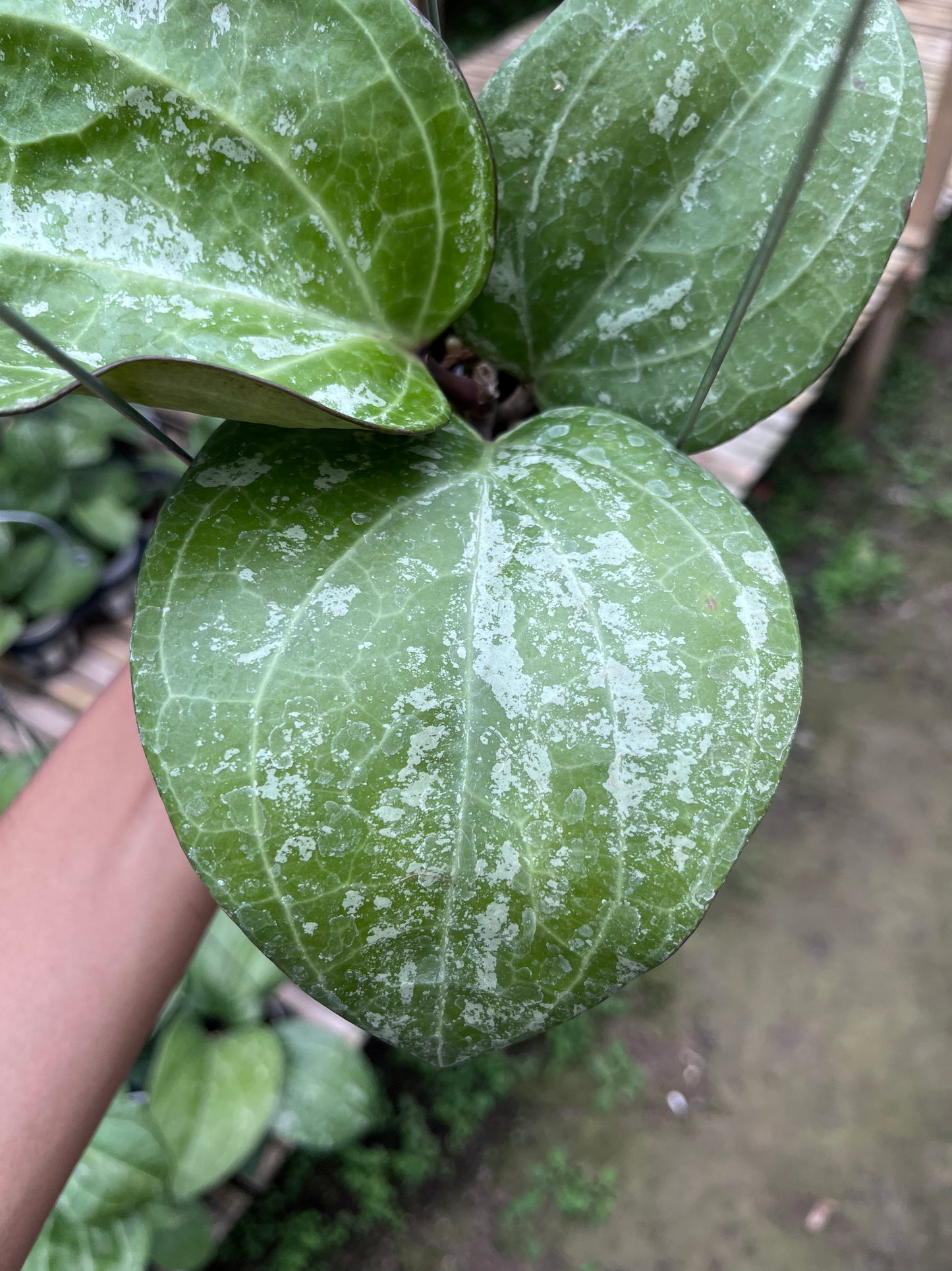 Hoya Serawak Cream Splash