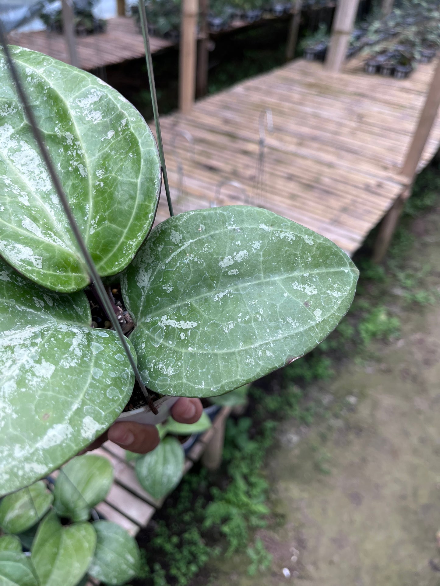 Hoya Serawak Cream Splash