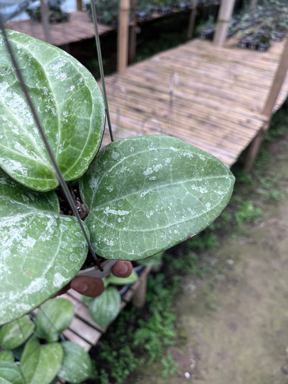 Hoya Serawak Cream Splash