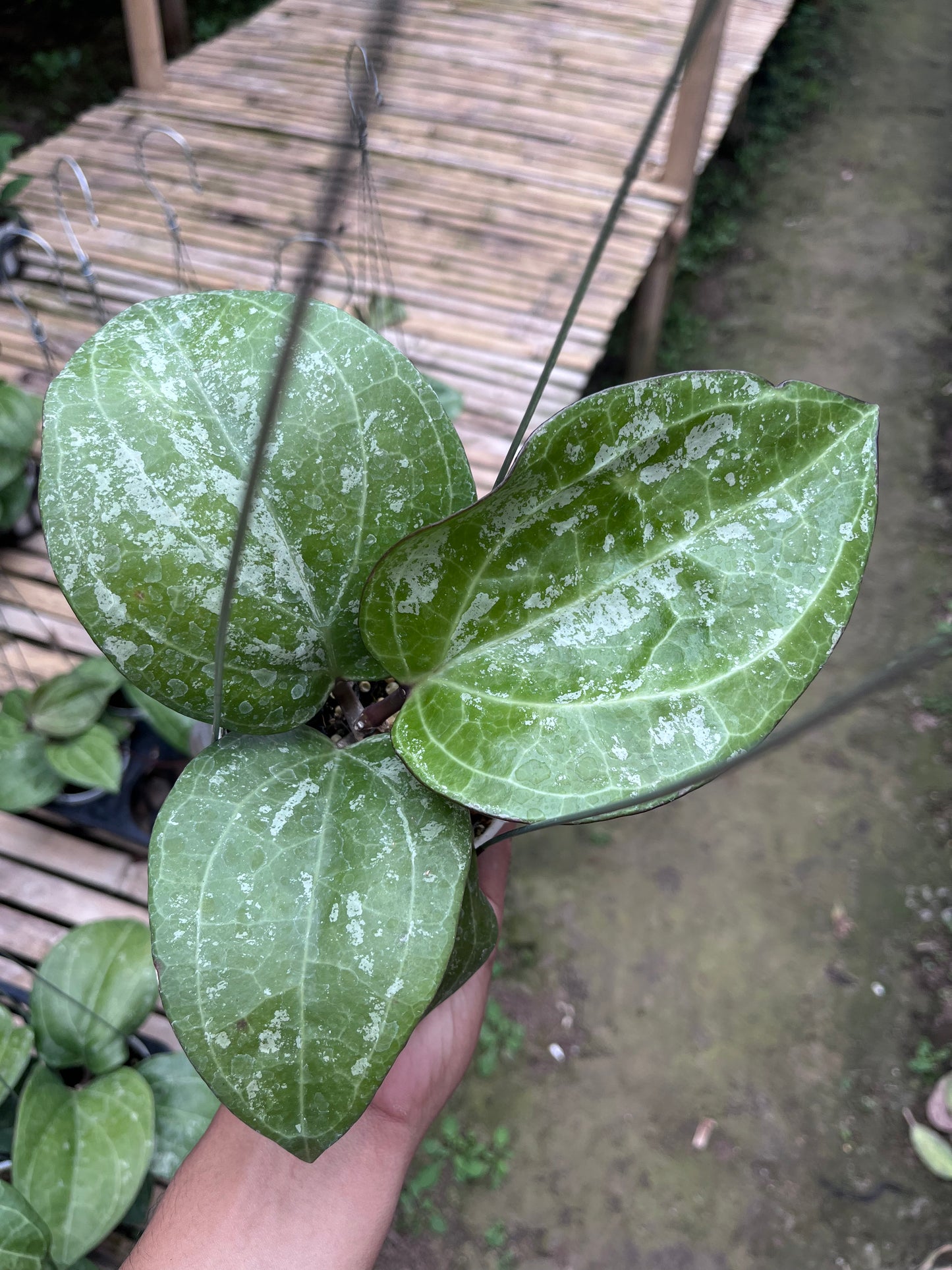 Hoya Serawak Cream Splash