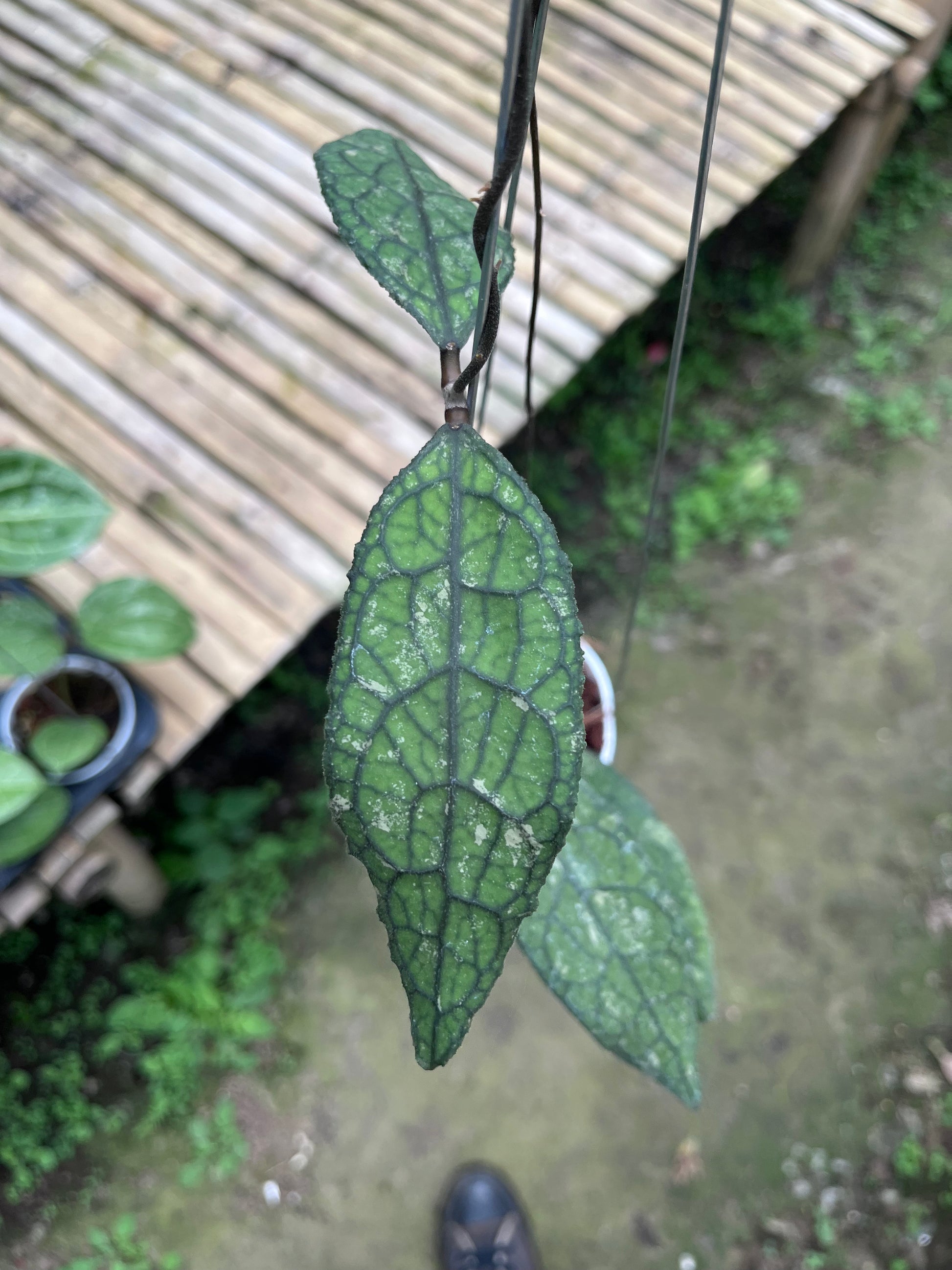 anthurium green crocodile Hoya Clemensiorum Crocodile – Art Garden Flowers USA