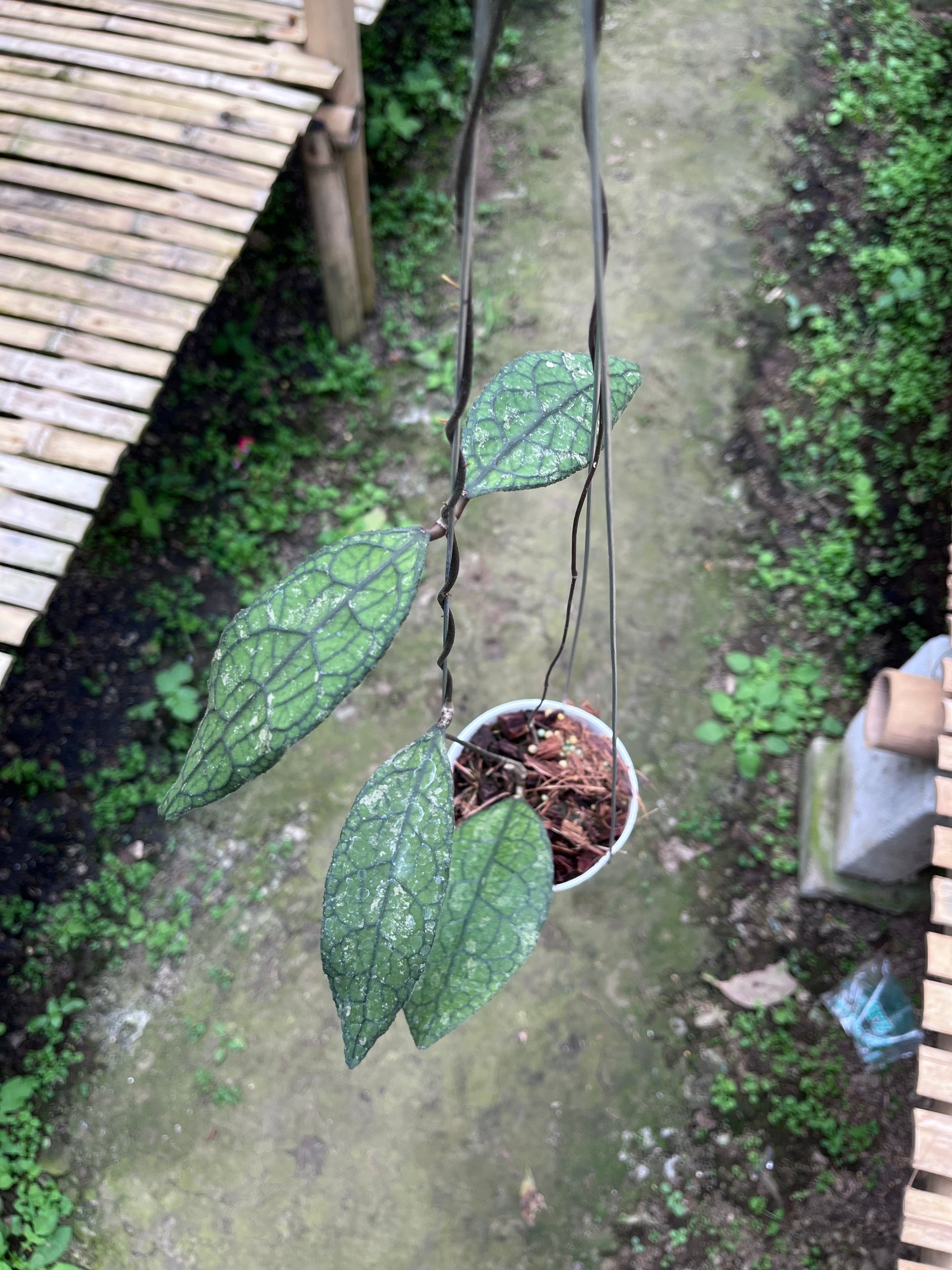 Hoya Clemensiorum Crocodile – Art Garden Flowers USA