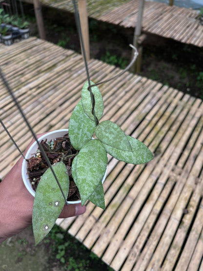 Hoya Caudata Aceh Silver