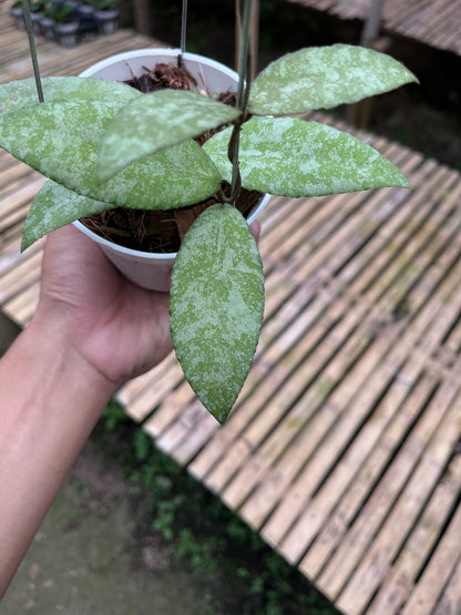 Hoya Caudata Aceh Silver