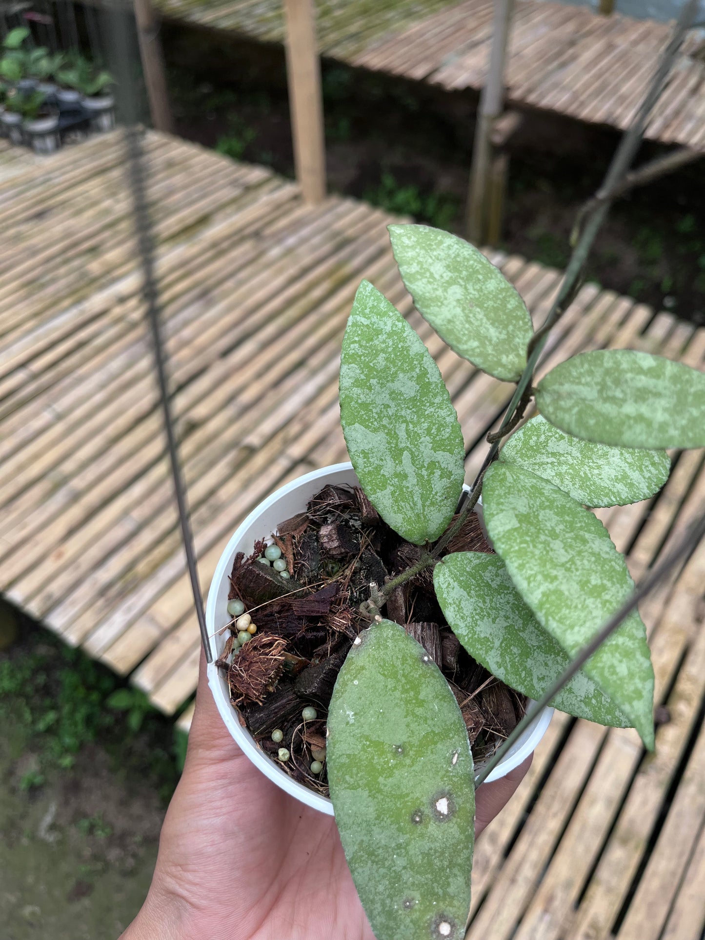 Hoya Caudata Aceh Silver