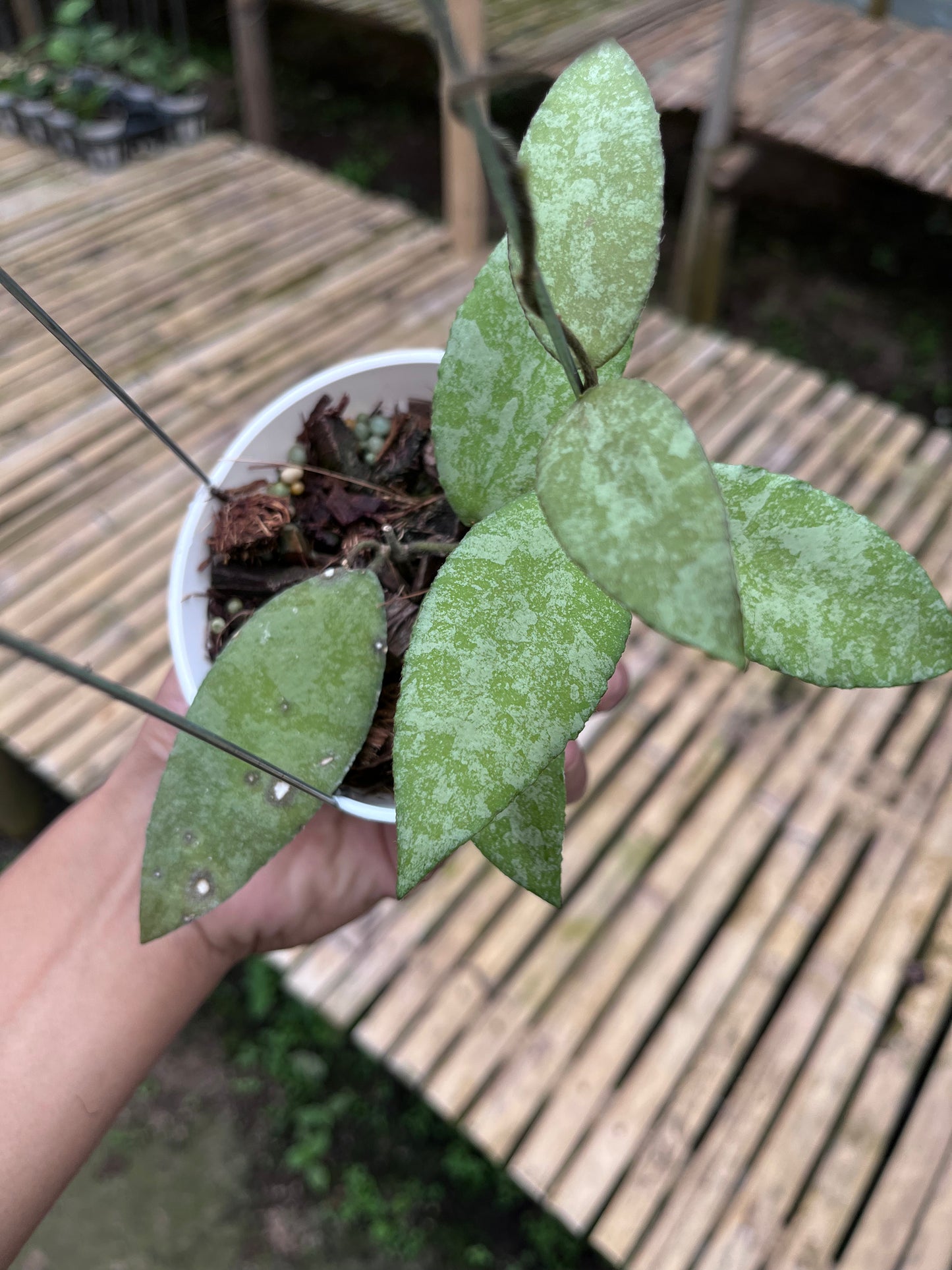 Hoya Caudata Aceh Silver