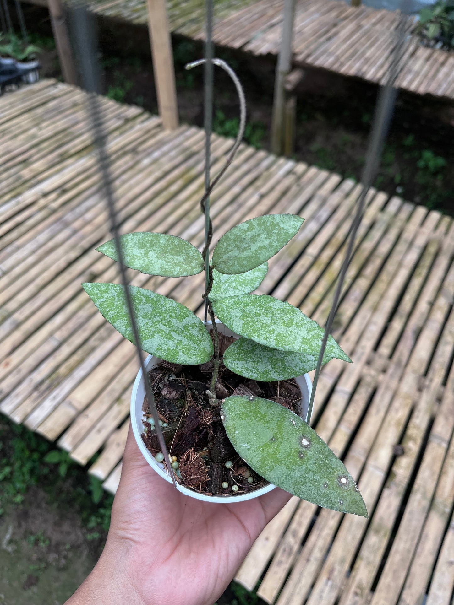 Hoya Caudata Aceh Silver