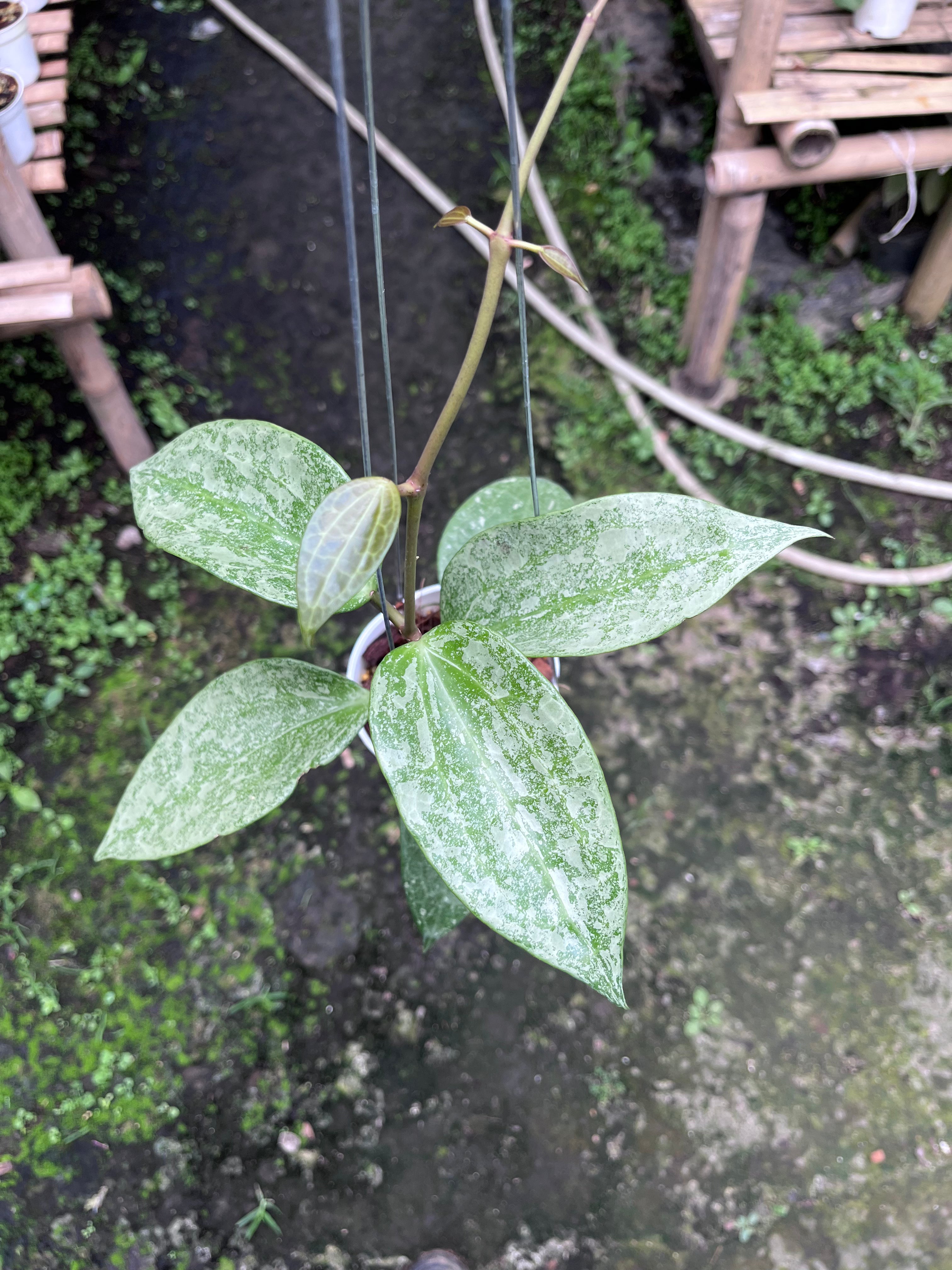 Hoya Latifolia Rimba Perak
