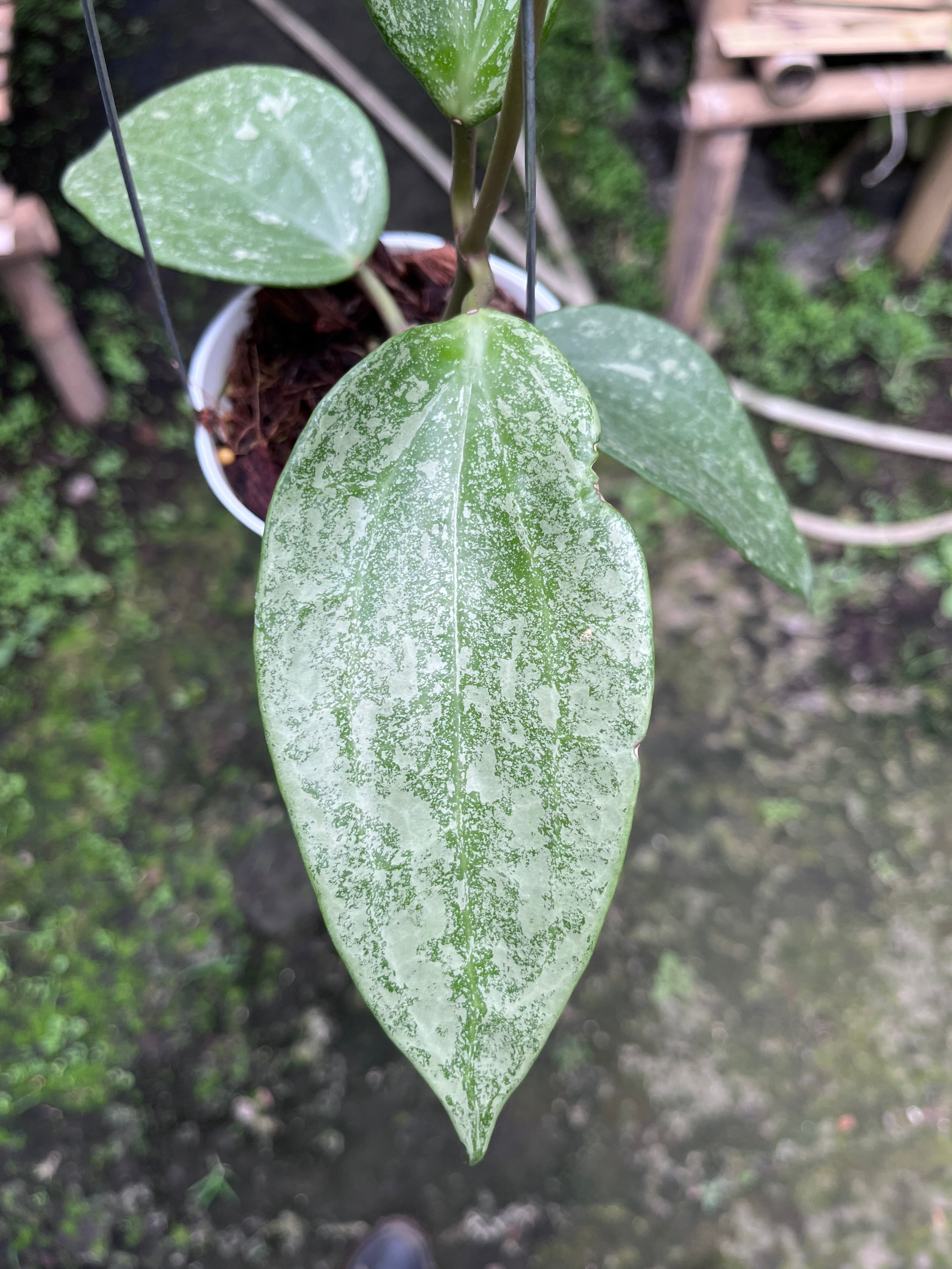 Hoya Latifolia Rimba Perak