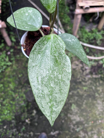 Hoya Latifolia Rimba Perak