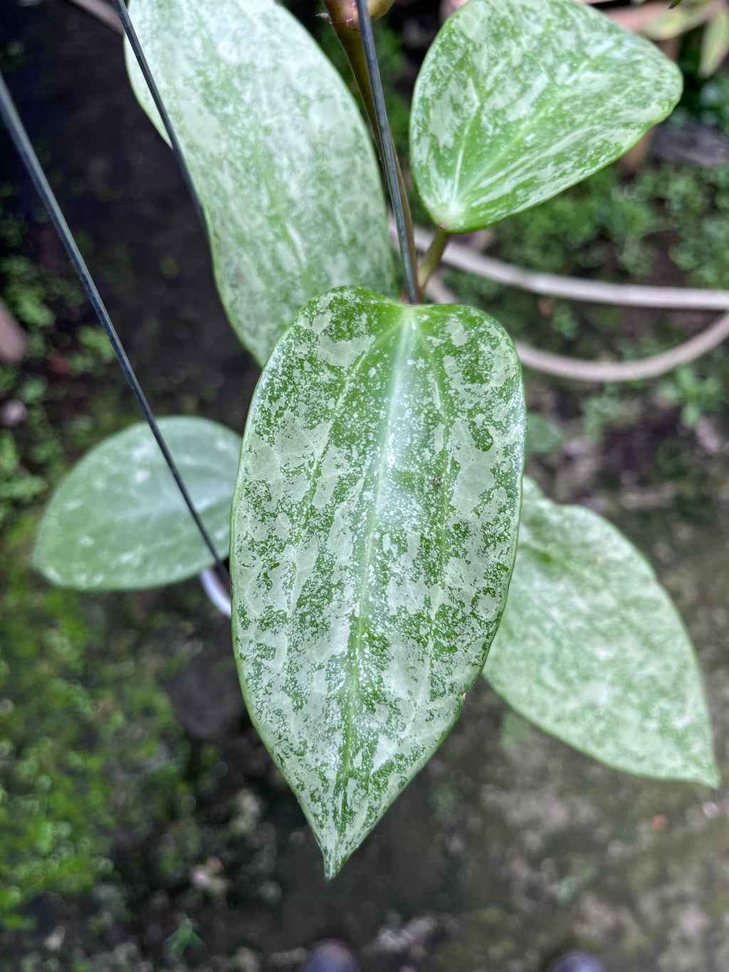 Hoya Latifolia Rimba Perak