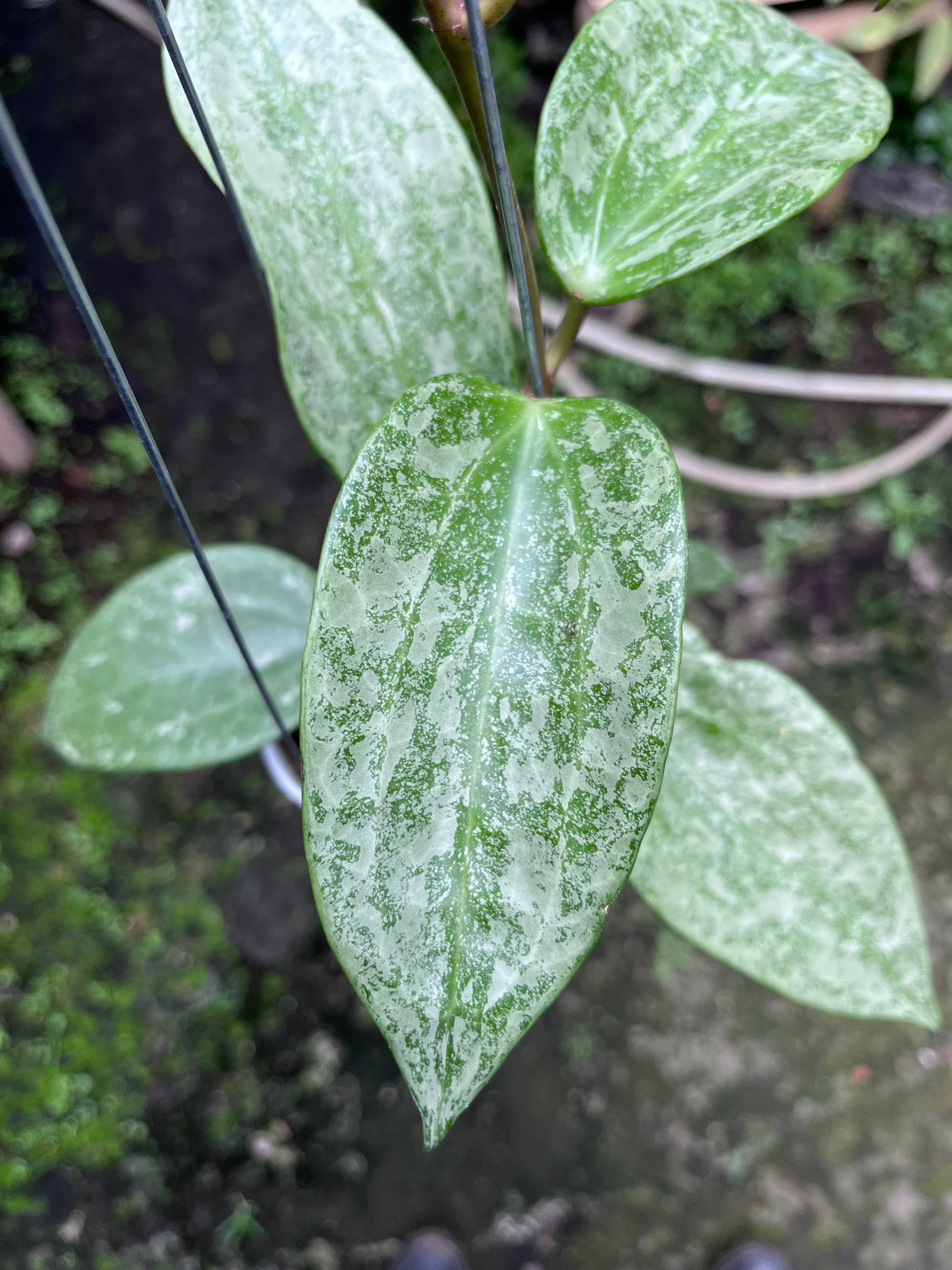Hoya Latifolia Rimba Perak
