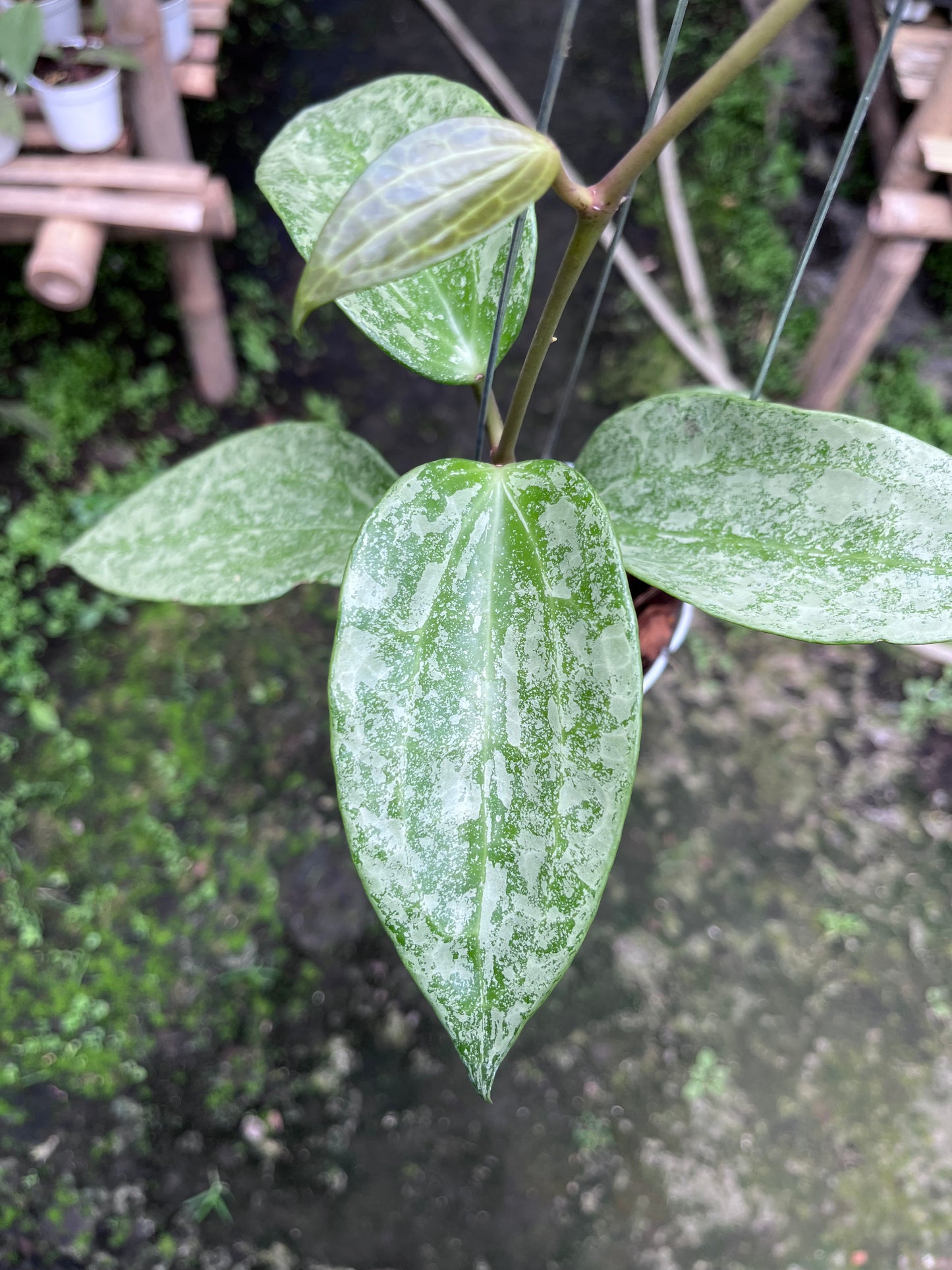 Hoya Latifolia Rimba Perak