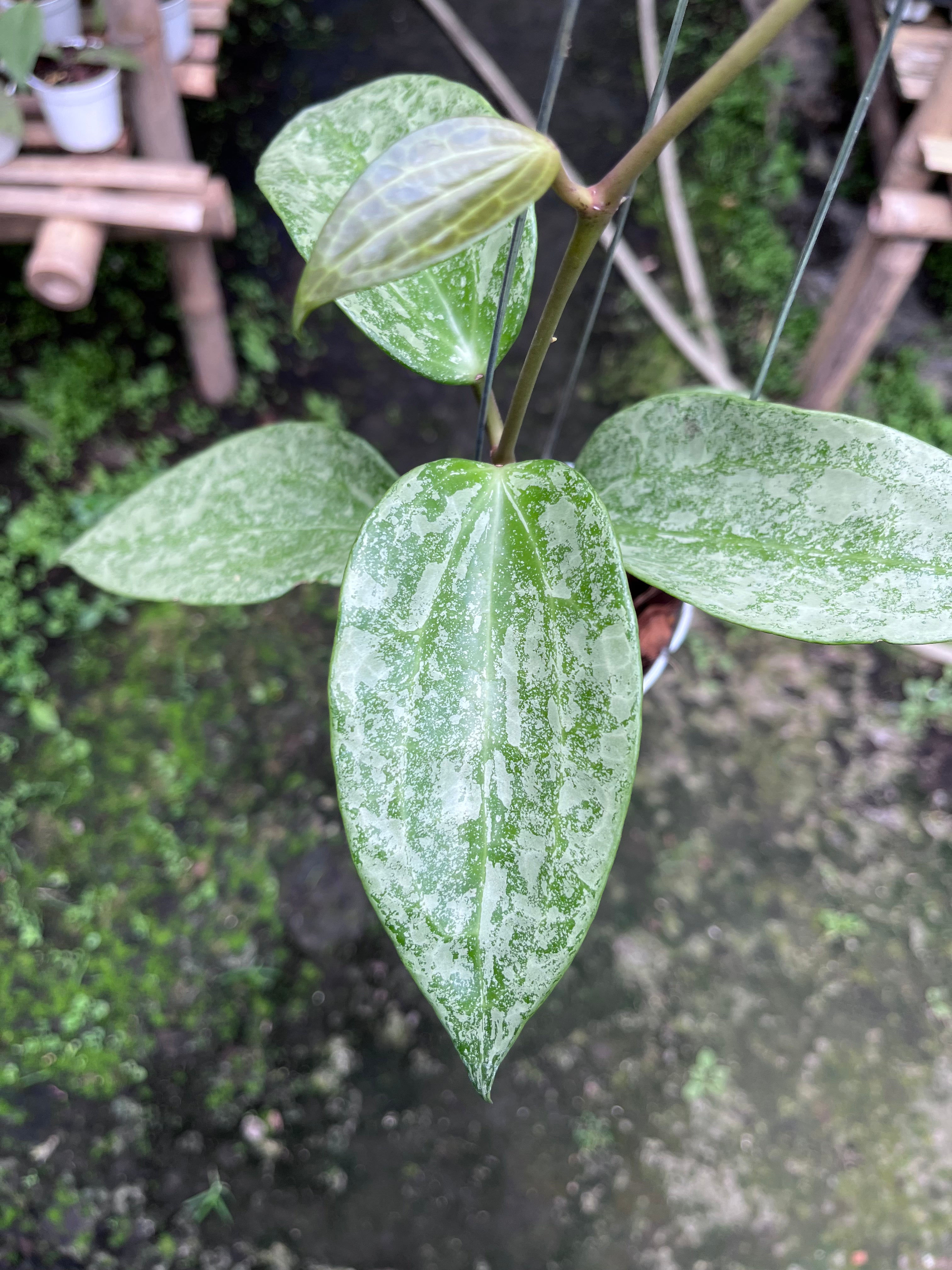 Hoya Latifolia Rimba Perak