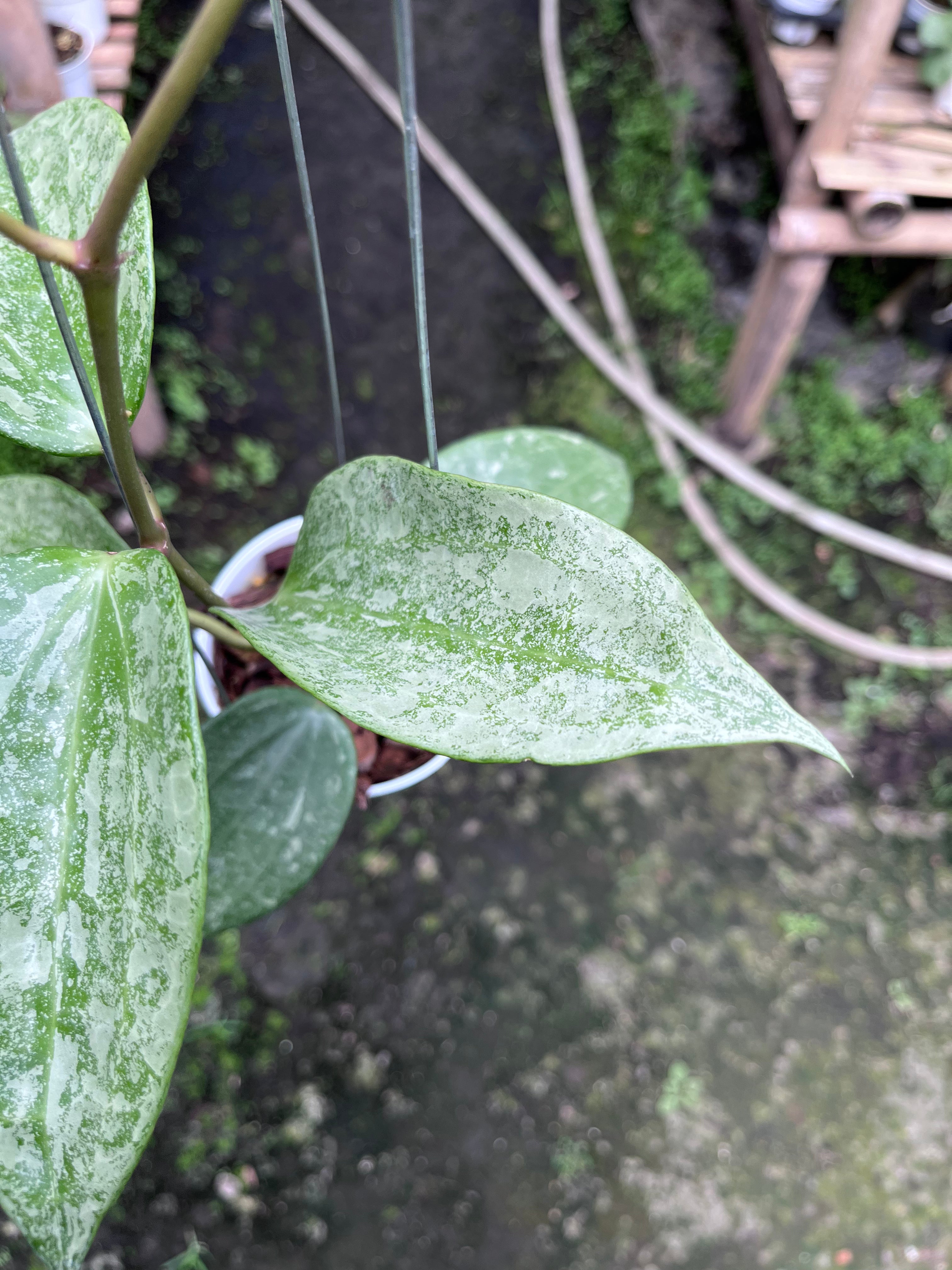 Hoya Latifolia Rimba Perak