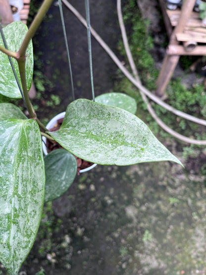 Hoya Latifolia Rimba Perak