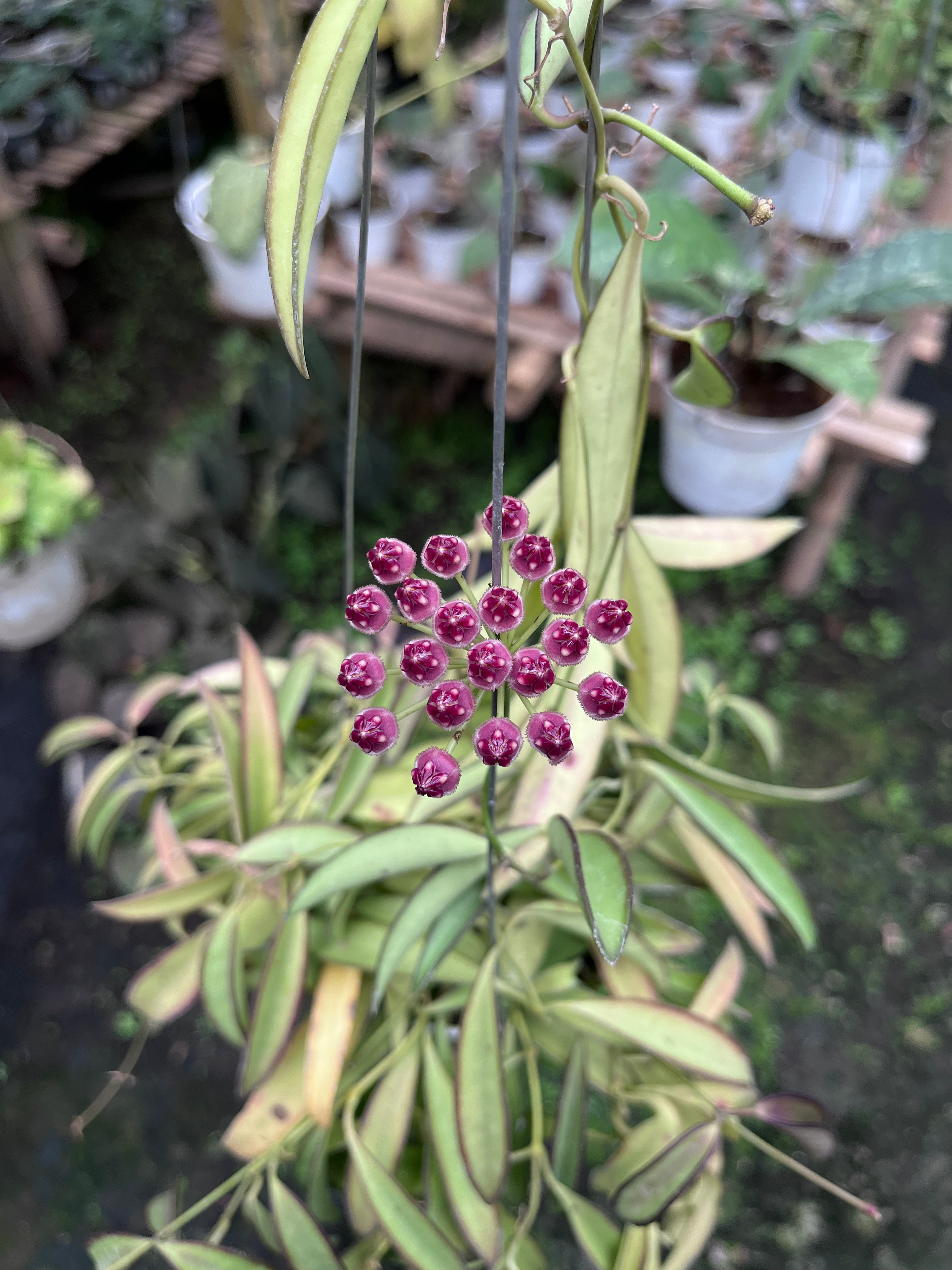 Hoya Wayetti Regular