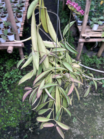 Hoya Wayetti Regular