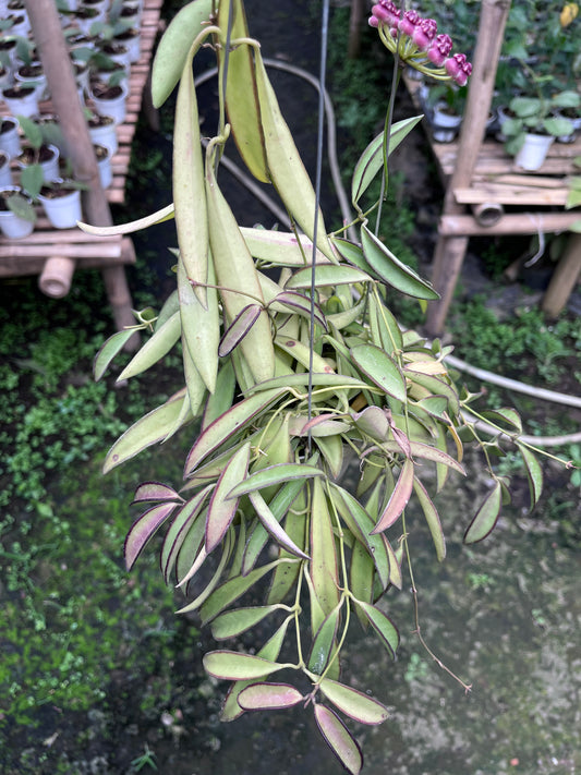 Hoya Wayetti Regular