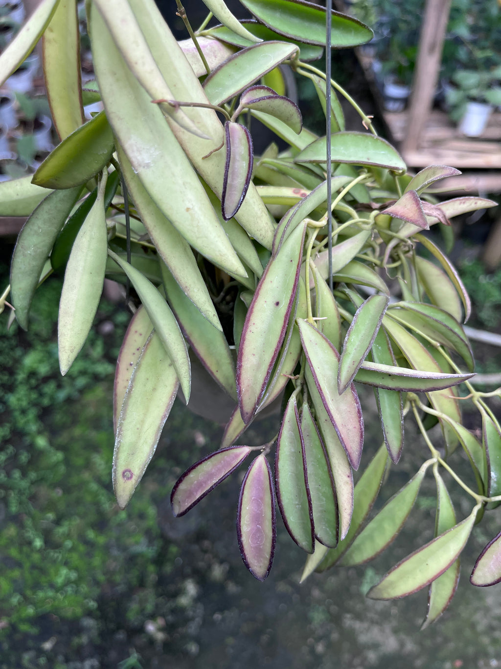 Hoya Wayetti Regular