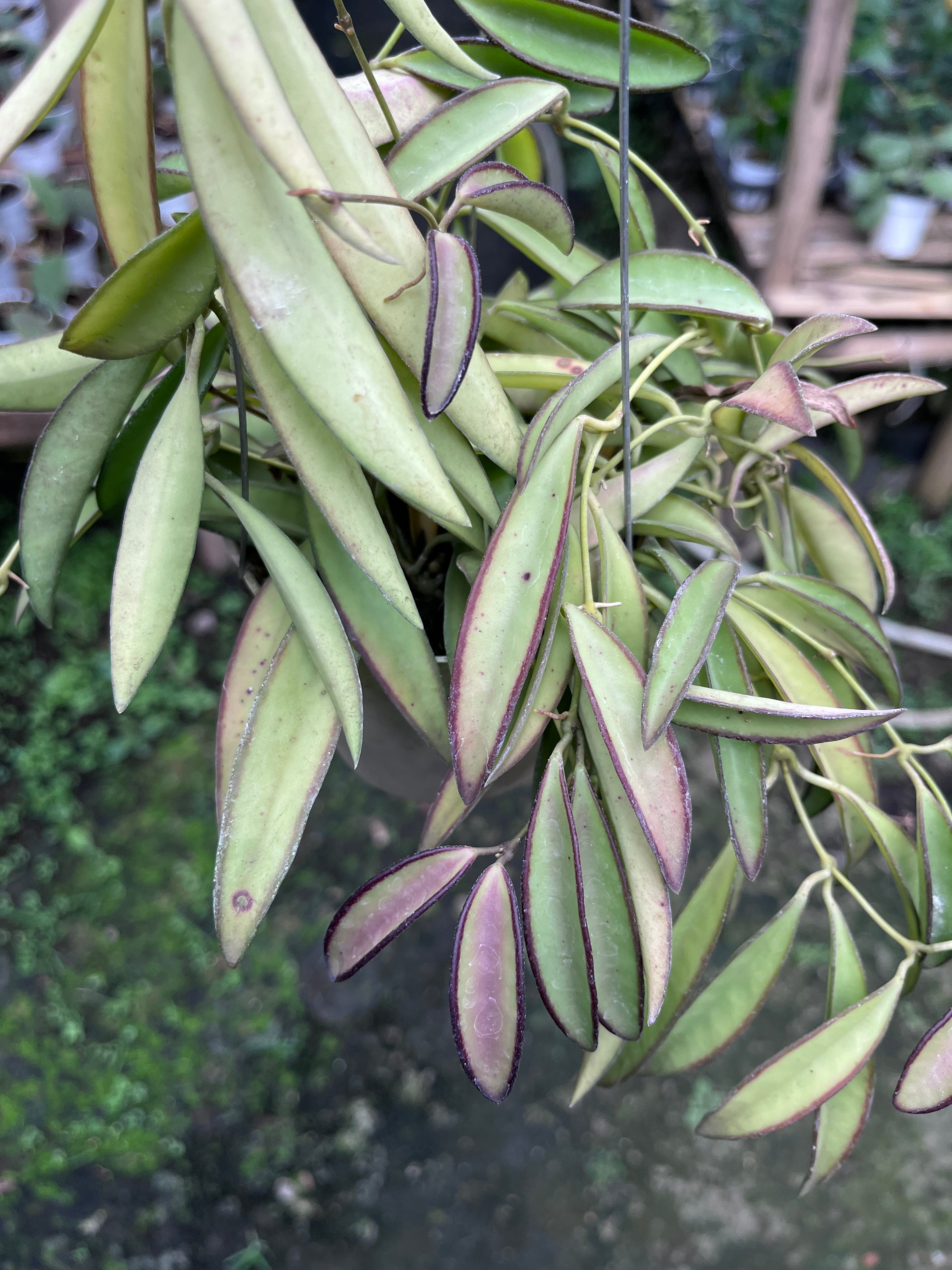 Hoya Wayetti Regular