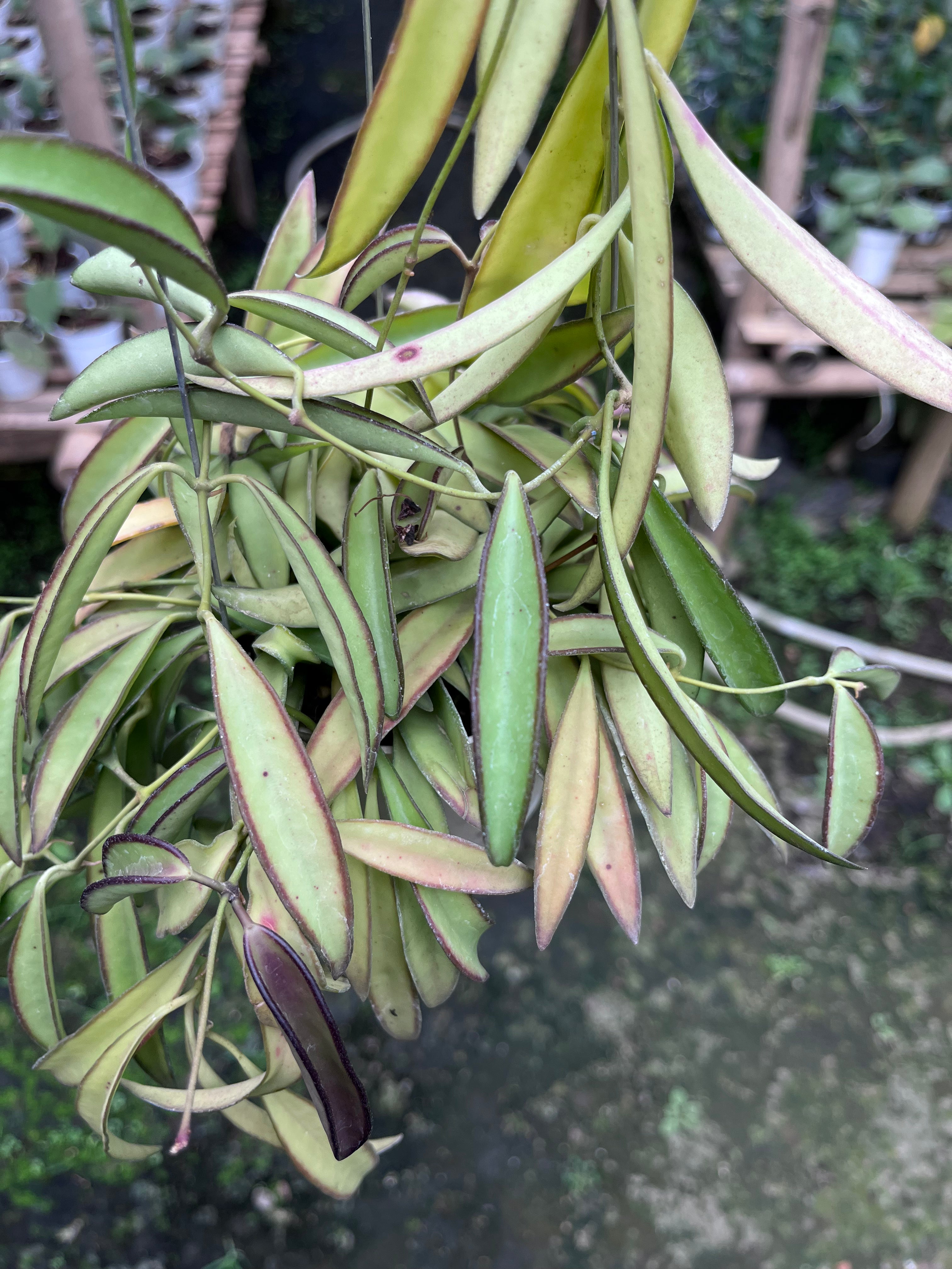 Hoya Wayetti Regular
