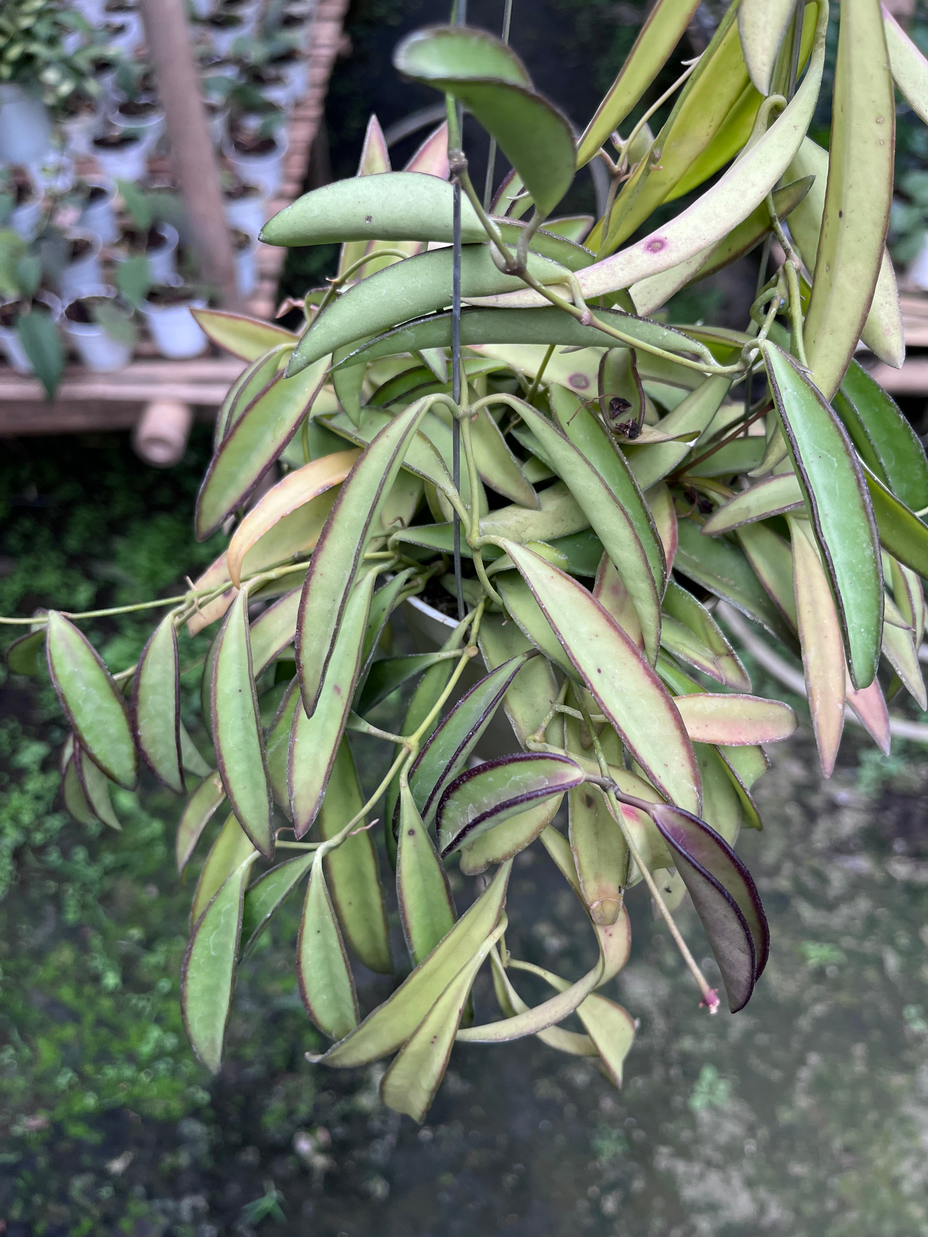 Hoya Wayetti Regular