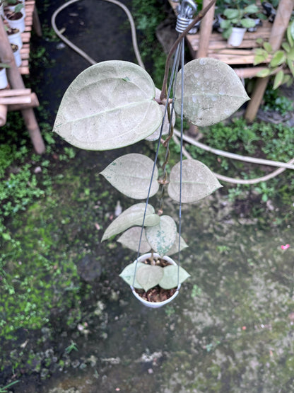 Hoya Parasitica Hearleaf Silver