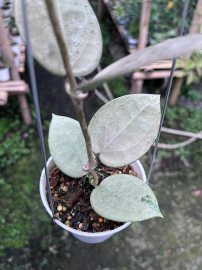 Hoya Parasitica Hearleaf Silver