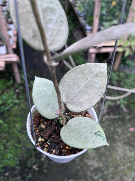 Hoya Parasitica Hearleaf Silver