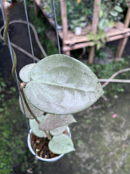 Hoya Parasitica Hearleaf Silver