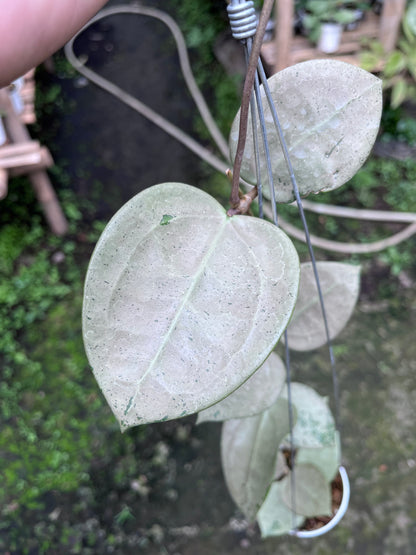 Hoya Parasitica Hearleaf Silver