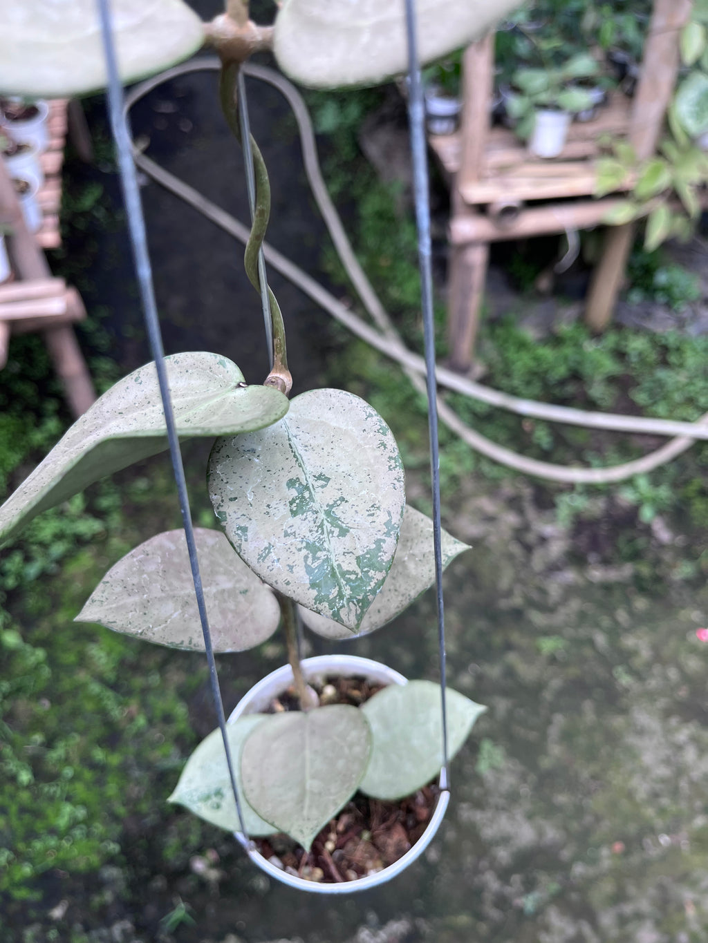 Hoya Parasitica Hearleaf Silver