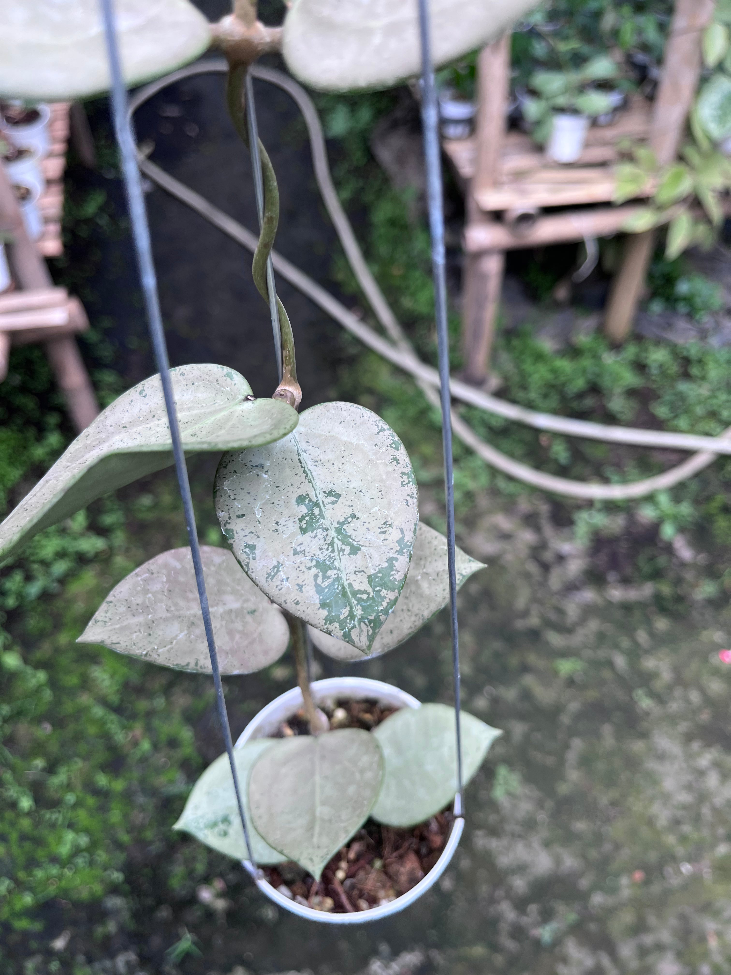 Hoya Parasitica Hearleaf Silver