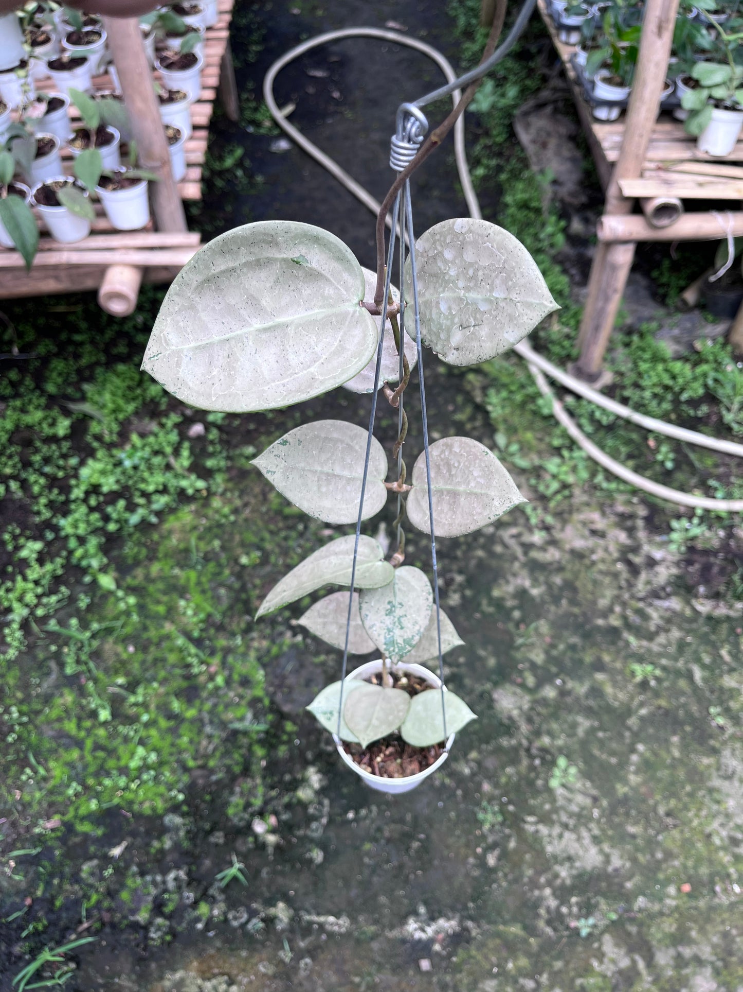Hoya Parasitica Hearleaf Silver