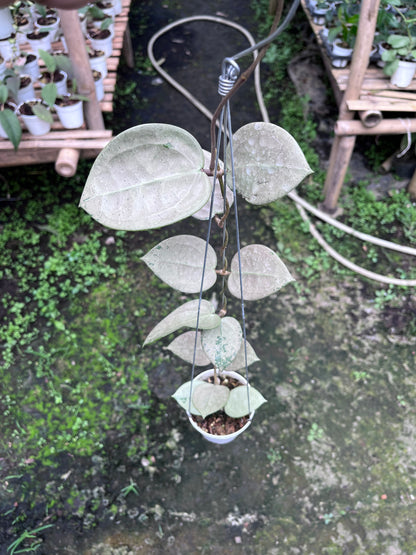 Hoya Parasitica Hearleaf Silver