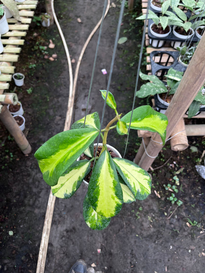 Hoya Diversifolia Maharani