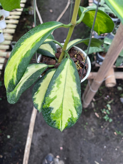 Hoya Diversifolia Maharani