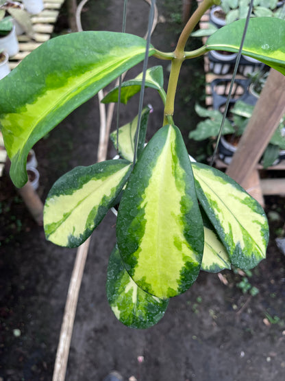 Hoya Diversifolia Maharani