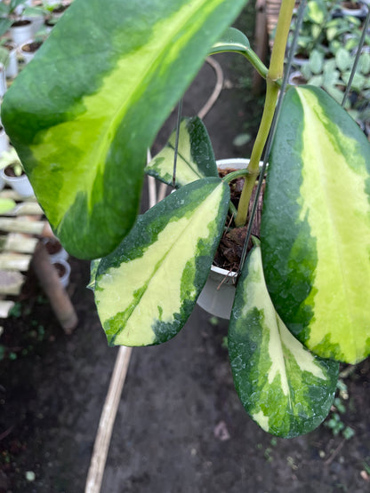 Hoya Diversifolia Maharani