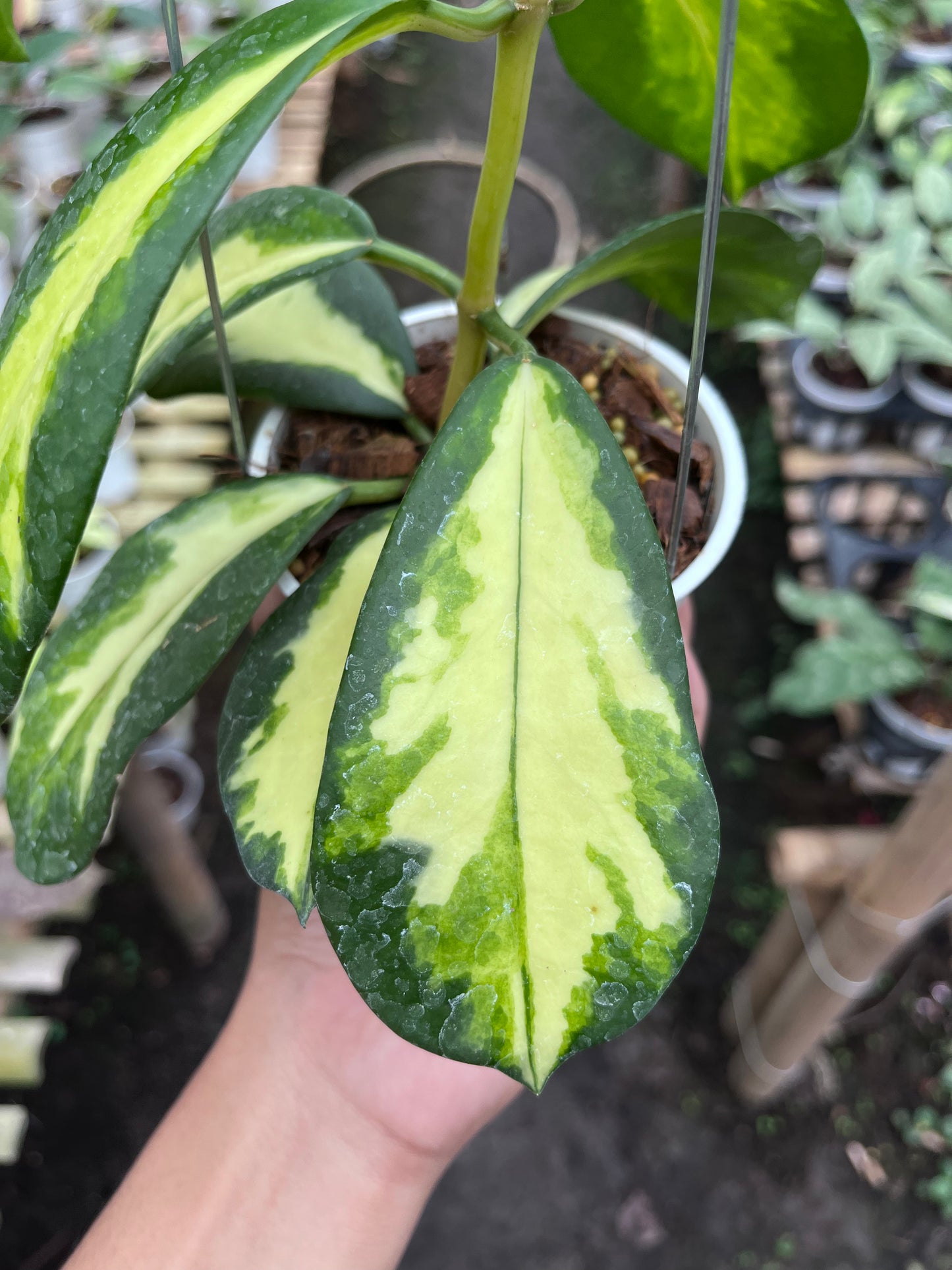 Hoya Diversifolia Maharani