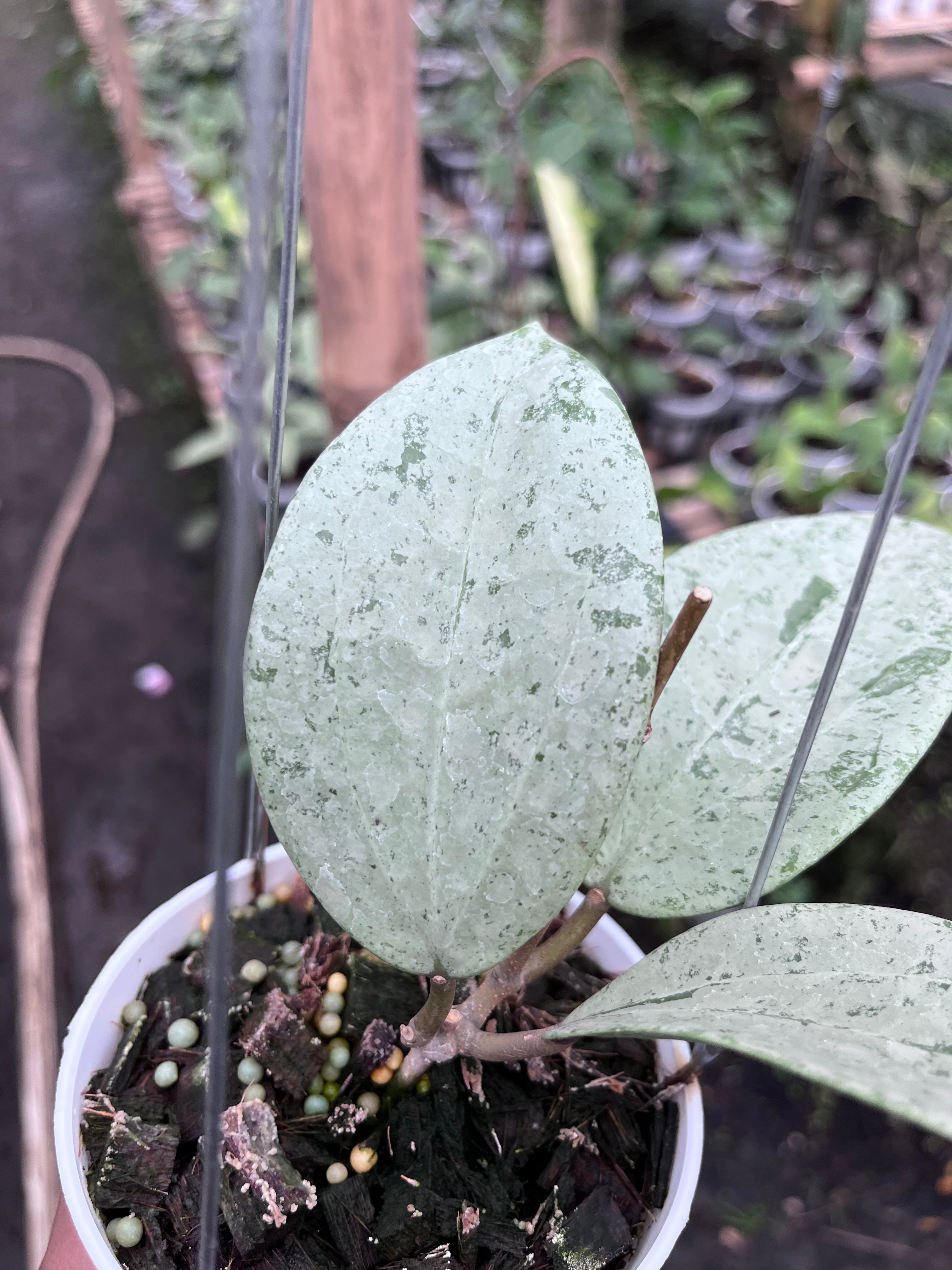 Hoya Glabra Gin