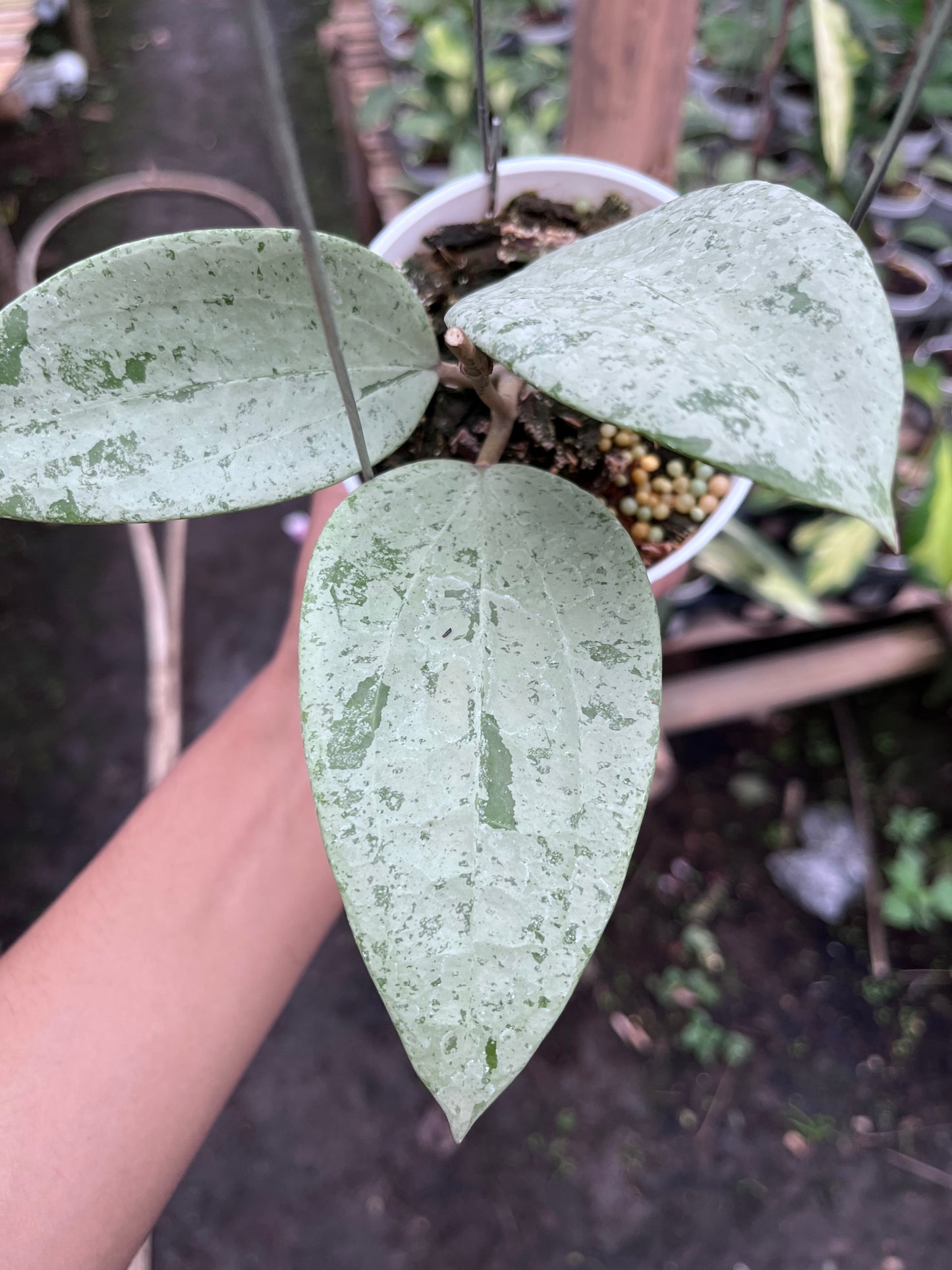 Hoya Glabra Gin